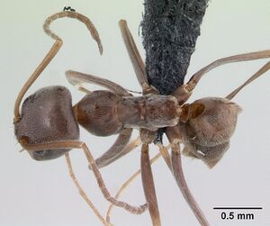 Dorymyrmex brunneus casent0192698 dorsal 1.jpg