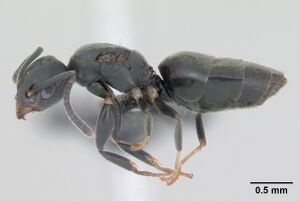 Technomyrmex albipes casent0125208 profile 1.jpg