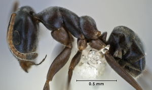 Iridomyrmex niger side view