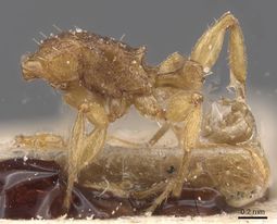 Tetramorium miserabile casent0915031 p 1 high.jpg