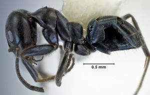 Iridomyrmex mattiroloi side view