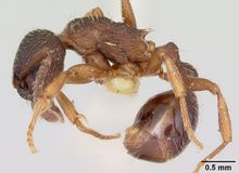 Myrmica lobifrons casent0105638 profile 1.jpg