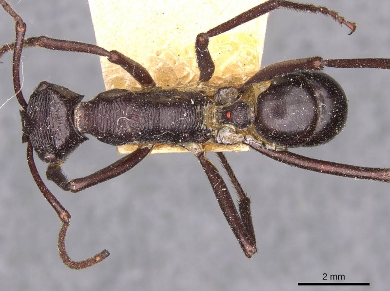 File:Rhytidoponera socra casent0907152 d 1 high.jpg