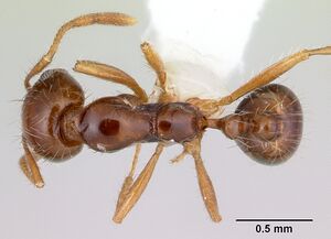 Solenopsis megergates casent0178142 dorsal 1.jpg