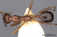 Aphaenogaster fabulosa casent0900457 d 1 high.jpg