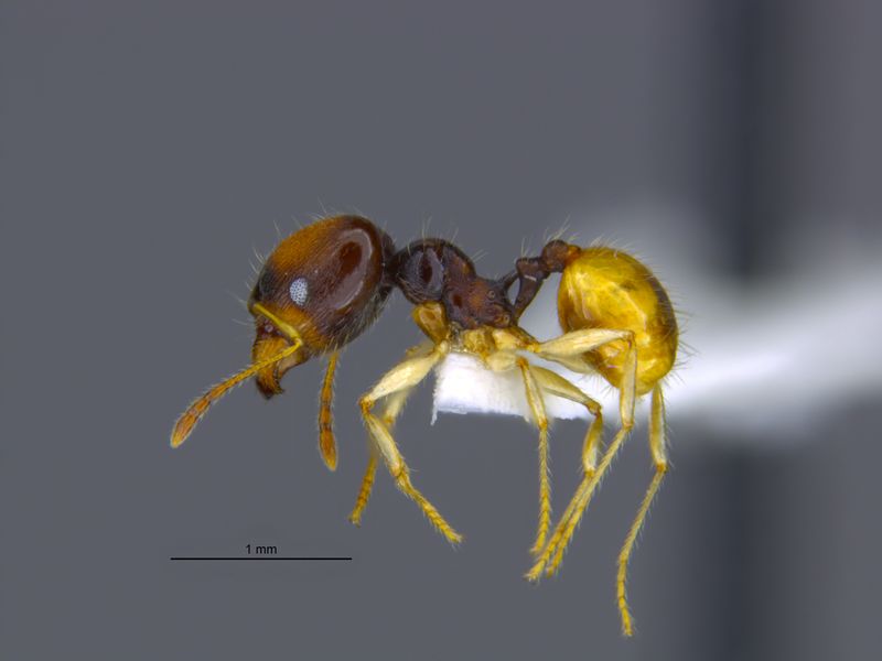 File:Pheidole harlequina MCZENT00531152 major profile.jpg