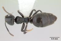 Technomyrmex albipes casent0178469 dorsal 1.jpg