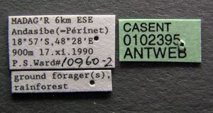 Tetramorium andrei casent0102395 label 1.jpg