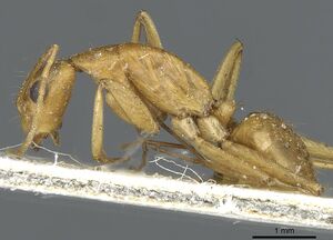 Camponotus abjectus casent0911884 p 1 high.jpg