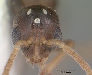 Hypoponera opacior casent0103967 head 1.jpg