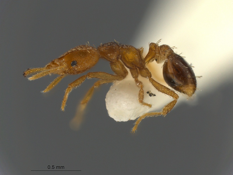 File:MCZ-ENT 34911 Holotype Strumigenys dromoshaula hal.jpg
