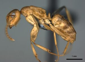 Camponotus polynesicus casent0187250 p 1 high.jpg