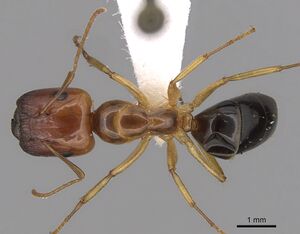 Camponotus polynesicus casent0280251 d 1 high.jpg