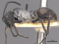 Polyrhachis diotima casent0910883 p 1 high.jpg