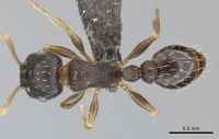 Tetramorium argenteopilosum casent0249012 d 1 high.jpg