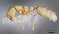 Dolopomyrmex pilatus casent0003193 profile 1.jpg