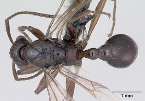 Myrmica ruginodis casent0172715 dorsal 1.jpg