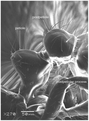 Solenopsis elhawagryi Fig 12.jpg