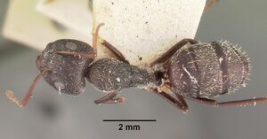 Camponotus auropubens aldabrensis casent0102447 dorsal 1.jpg