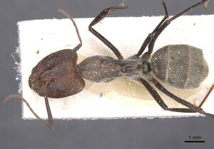 Camponotus rufoglaucus casent0911761 d 1 high.jpg