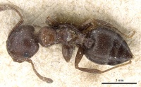 Crematogaster chiarinii casent0904518 d 1 high.jpg