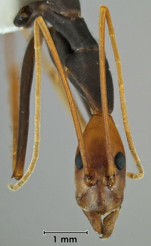 Leptomyrmex ruficeps head view