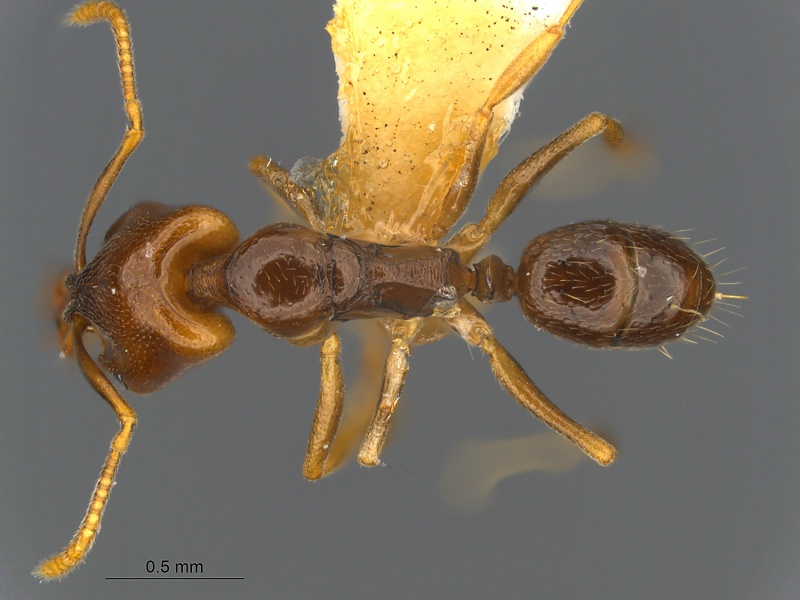 File:MCZ ENT Anochetus katonae had.jpg