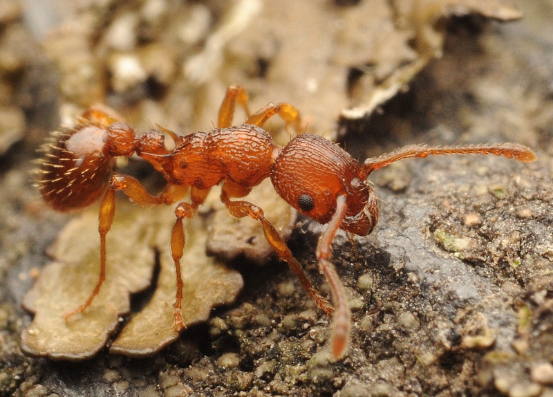 File:Michal Kukla Myrmica scabrinodis.jpg