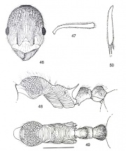 Myrmica multiplex.jpg