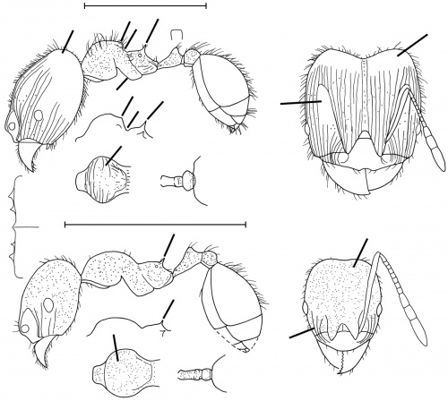 Pheidole exigua Wilson 2003.jpg