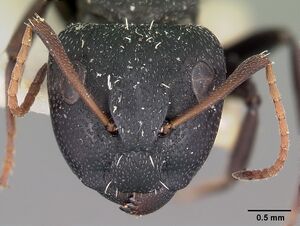 Camponotus auropubens aldabrensis casent0104618 head 1.jpg