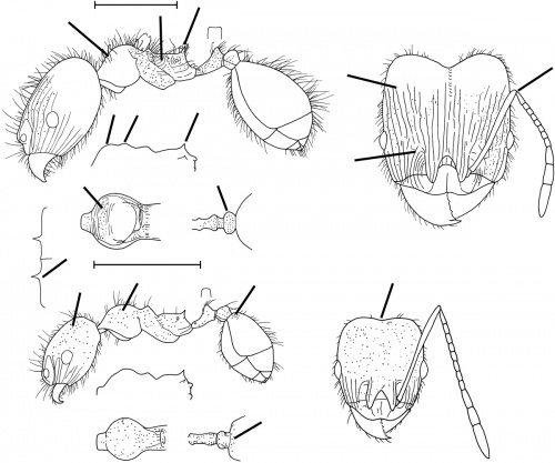 Pheidole laevivertex Wilson 2003.jpg