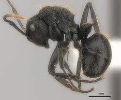 Polyrhachis weissi casent0403605 p 1 high.jpg