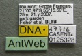 Tetramorium lanuginosum casent0125328 label 1.jpg