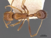 Tetramorium petersi casent0909152 d 1 high.jpg