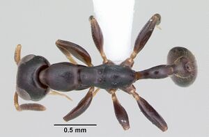 Tetraponera ophthalmica casent0172623 dorsal 1.jpg