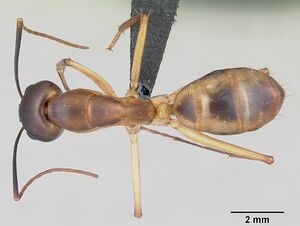 Camponotus maculatus casent0055753 dorsal 1.jpg