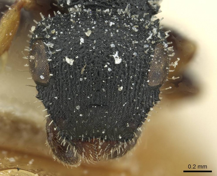 File:Cataulacus fricatidorsus casent0912550 h 1 high.jpg