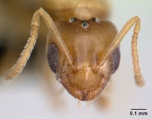 Plagiolepis alluaudi casent0134864 head 1.jpg