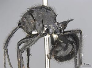 Polyrhachis nigropilosa casent0906816 p 1 high.jpg