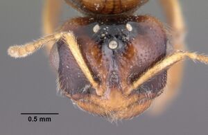 Dolopomyrmex pilatus casent0102680 head 1.jpg