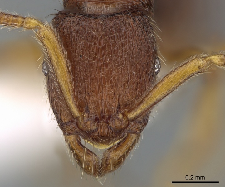 File:Gnamptogenys relicta H casent0281226.jpg