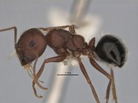 Melophorus hirsutipes major side ANIC32-900093.jpg