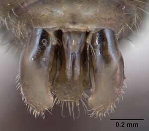 Myrmica ruginodis casent0172715 profile 3.jpg