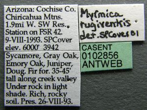Myrmica rugiventris casent0102856 label 1.jpg