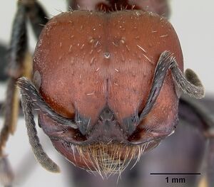 Pogonomyrmex micans casent0172675 head 1.jpg