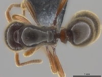 Proceratium relictum D casent0194740.jpg