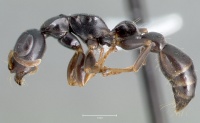 Tetraponera anthracina casent0403412 profile 1.jpg