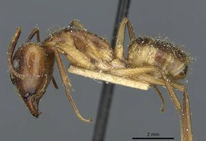 Camponotus fumidus casent0911944 p 1 high.jpg