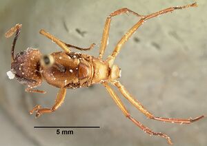 Camponotus maculatus casent0101879 dorsal 1.jpg